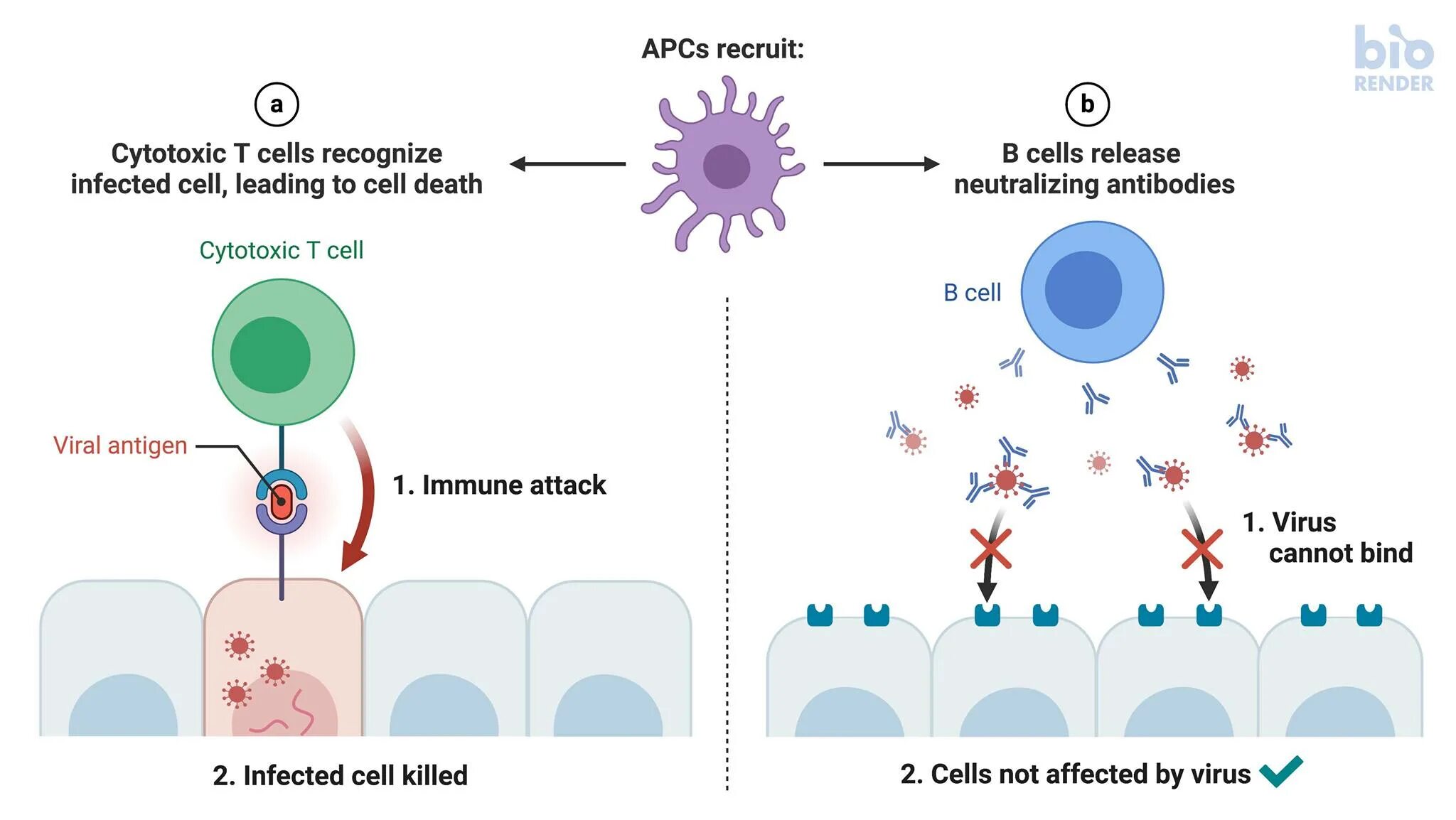 The virus can be. B-Cell. Антиген а и б. Antibodies b Cell. Антиген короновирусу 1300.