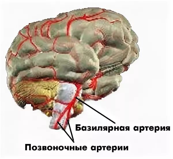 Вертебро базилярная инсульт. Вертебробазилярный бассейн головного мозга. Базилярная и позвоночная артерии. Вертебро базилярный бассейн.