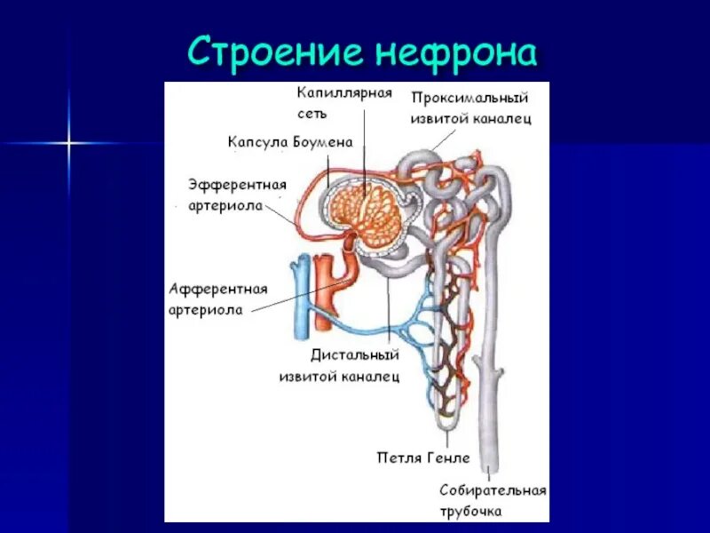 Строение почки капсула нефрона. Строение нефрона почки. Капсула клубочка нефрона. Части нефрон биология 8 класс. Схема нефрона почки.