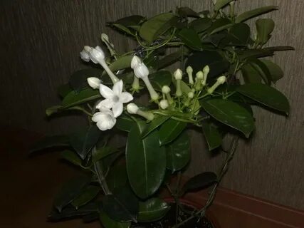 Комнатный запах