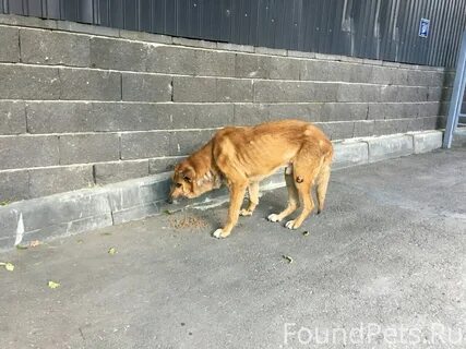 Собака много пьет и много мочится