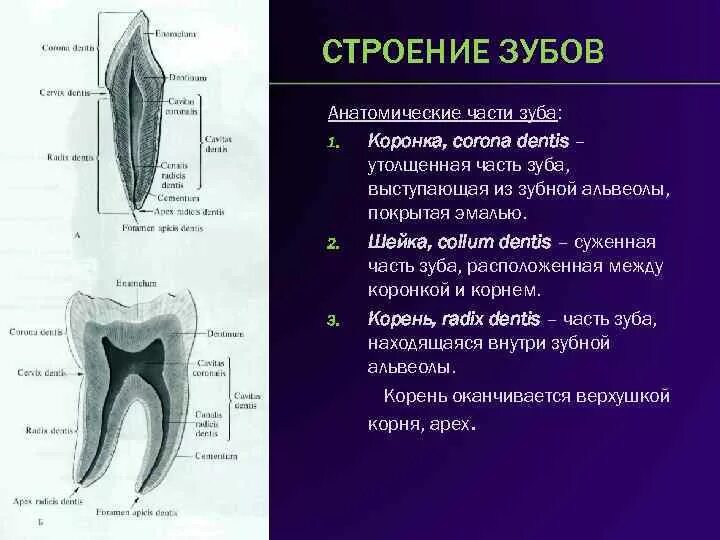 Части коронки и корня зуба анатомия. Анатомия зубов коронка шейка корень. Какую функцию выполняет зуб человека