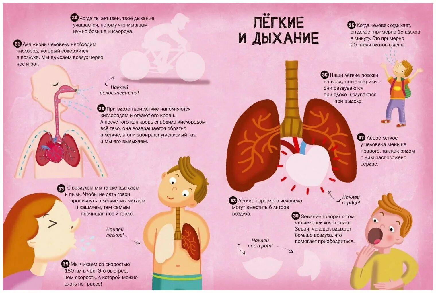 Самые нужные факты. Интересные факты о организме человека. Интересные факты о человеческом организме. Интересное о теле человека. Удивительные факты о человеческом теле.