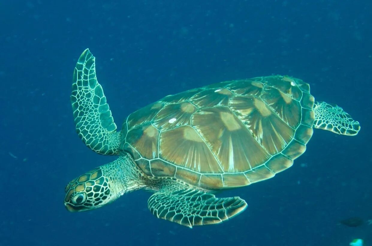 морская черепаха зелëнные. зеленая (суповая морская черепаха). хоксбильская морская черепаха. зеленая (суповая морская черепаха). морская черепаха.