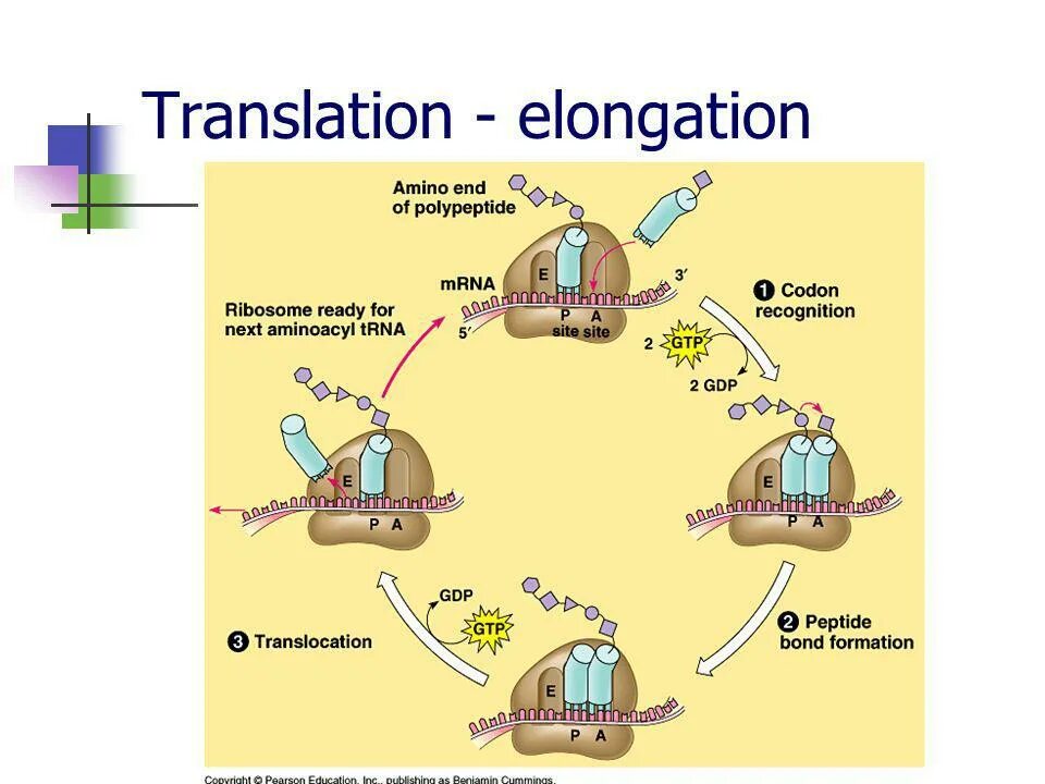 Elongation of translation. Translation MRNA. Ribosome MRNA. Stages of translation. Translation unit