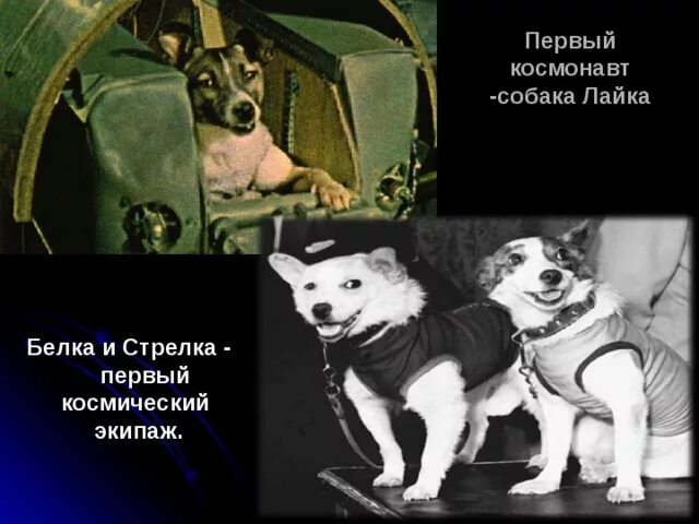 В каком году полетели собаки. Собаки лайка белка и стрелка. Белка и стрелка космонавты. Лайка белка и стрелка в космосе. Гагарин и белка и стрелка.