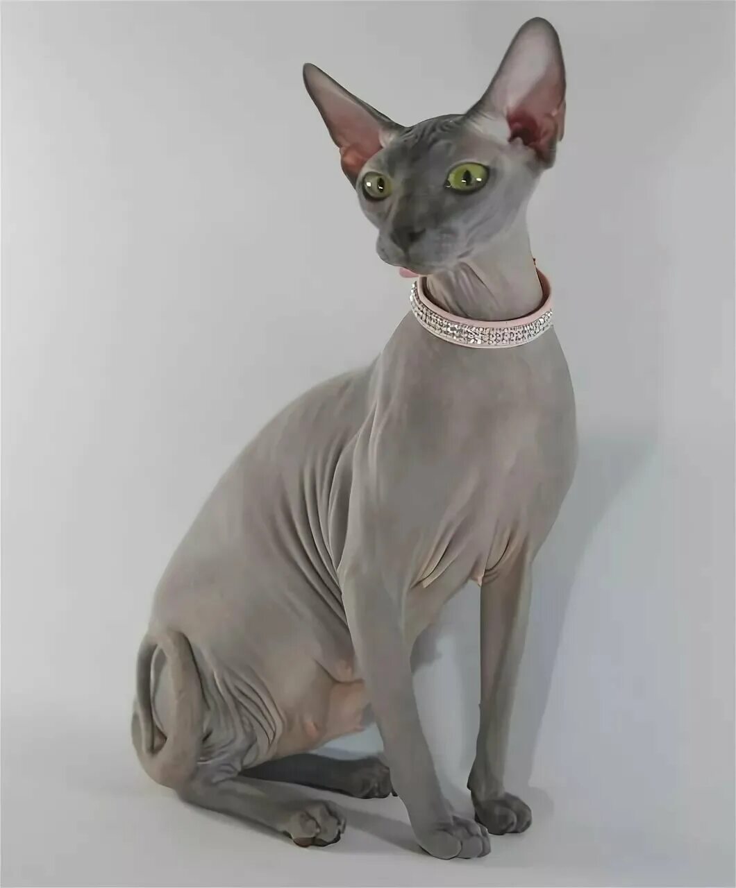 Сфинкс кошка стоит. Египетская кошка сфинкс. кошки-сф нкс египетский. египетский сфинкс порода. египетская кошка сфинкс котенок.