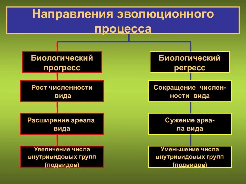 Направление эволюционного развития. Направления эволюционного процесса. Эволюционные процессы. Основные направления эволюционного прогресса. Основные пути эволюционного процесса.