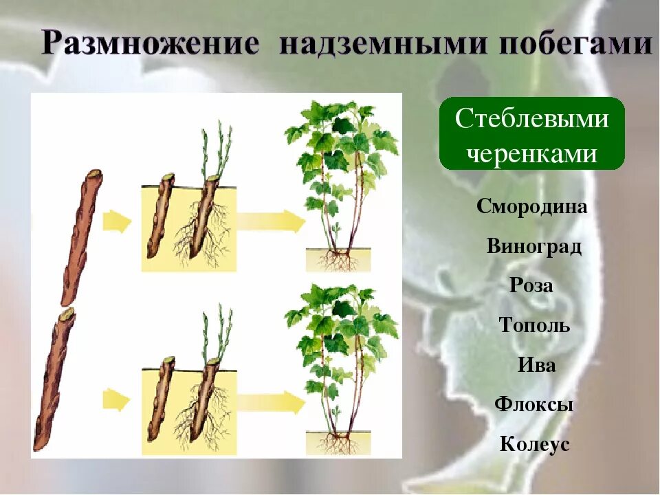 Как называется размножение. Вегетативное размножение черенками. вегетативное размножение надземными побегами. вегетативное размножение растений стеблевыми черенками. стеблевые черенки размножение.