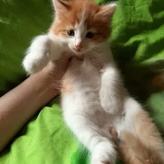 Кот киров