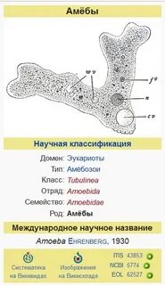 Амеба протей относится к типу