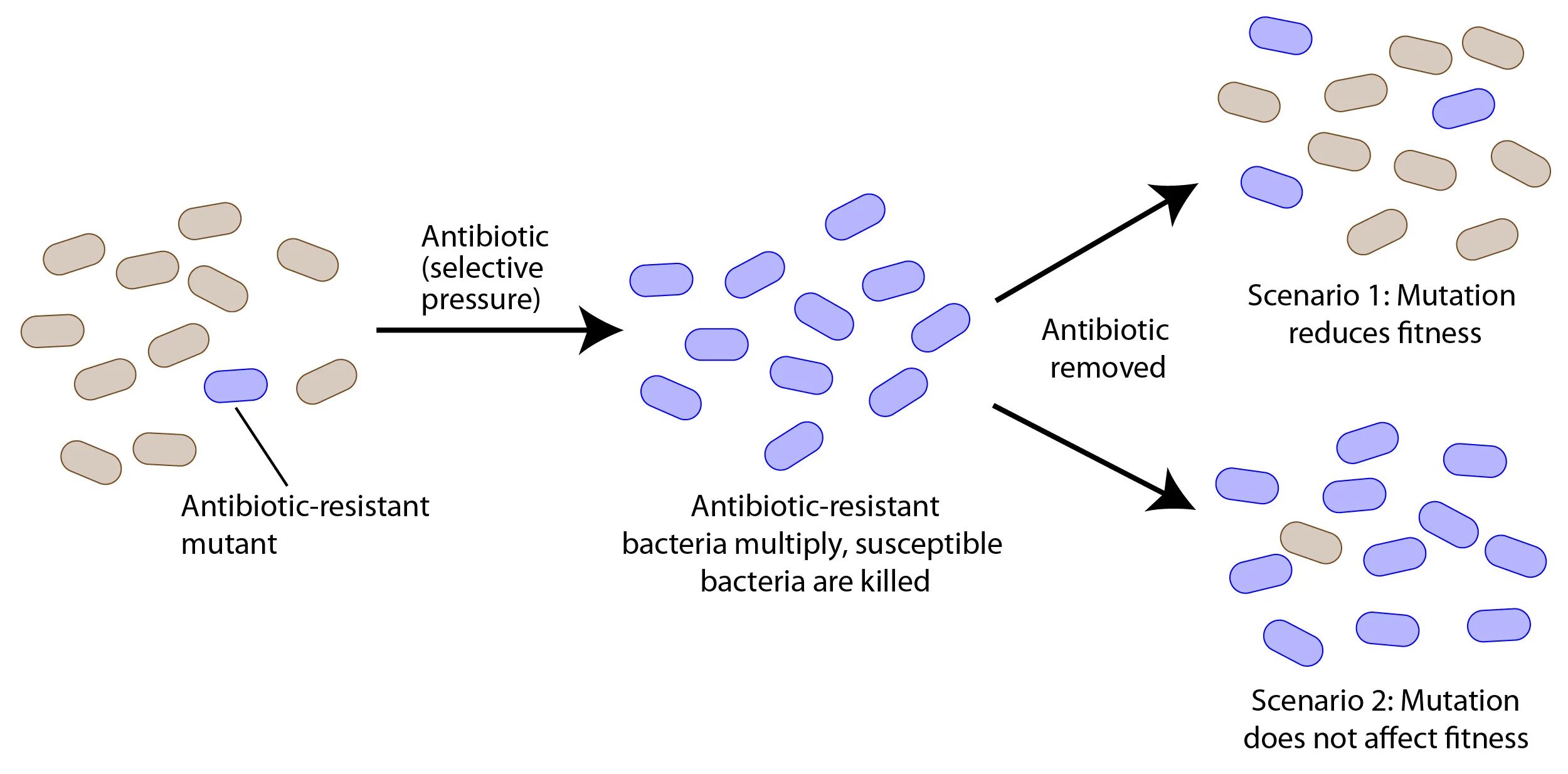Mutation of bacteria. Резистентность бактерий. Bacterial Resistance. Antibiotic Resistance. Effect o