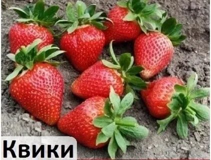 Квики клубника описание