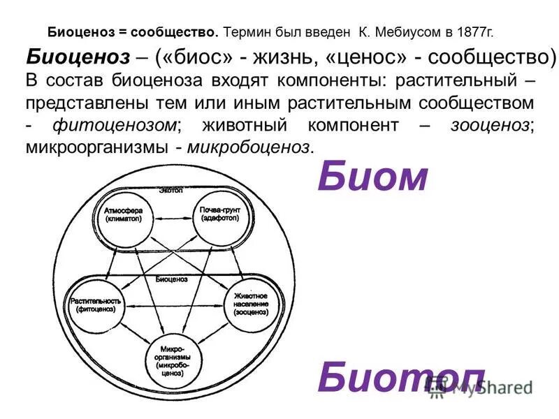 Биоценоз это в биологии кратко. Биогеоценоз биотоп биоценоз. Структура экосистемы биотоп. Схема биоценоза схема. Искусственный биоценоз схема.
