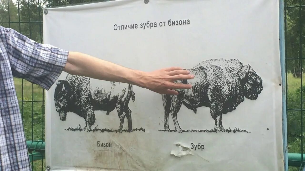 Отличие бизона от зубра. Различие бизона от зубра. Зубр и бизон. Отличие зубра от бизона. Зубр и бизон разница.