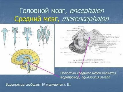 Водопровод среднего мозга