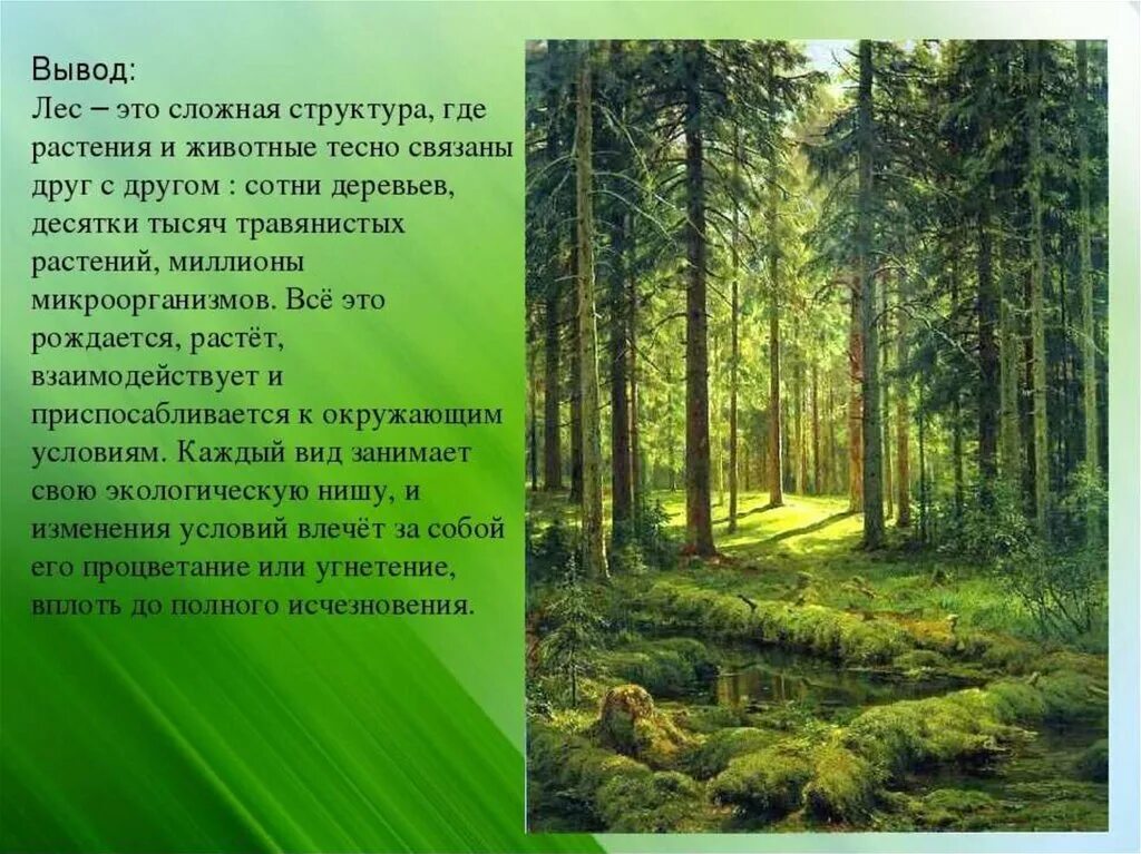 Он всему лесному году начало. Доклад про лес. Природное сообщество лес. Рассказ о лесе. Рассказать о сообществе леса.