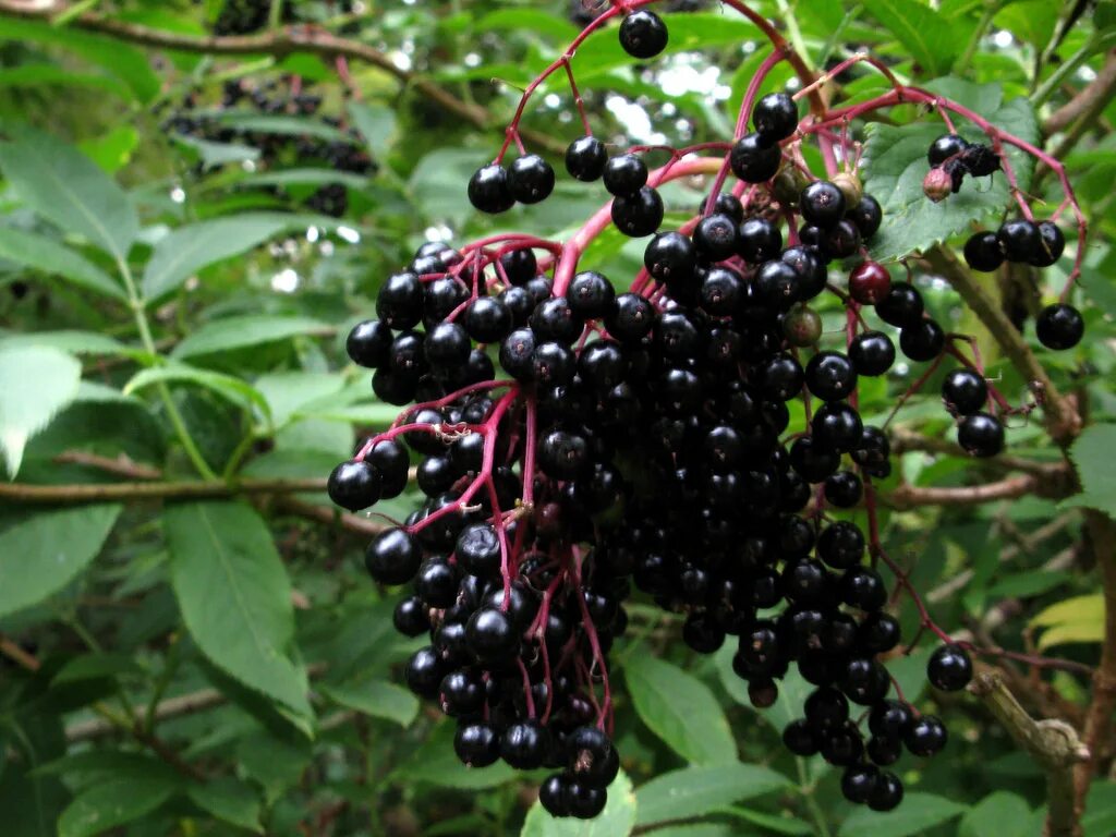 Бузина черная сорта. Бузина черная (Sambucus nigra). Бузина черная гроздь. Черная Бузина саженцы.