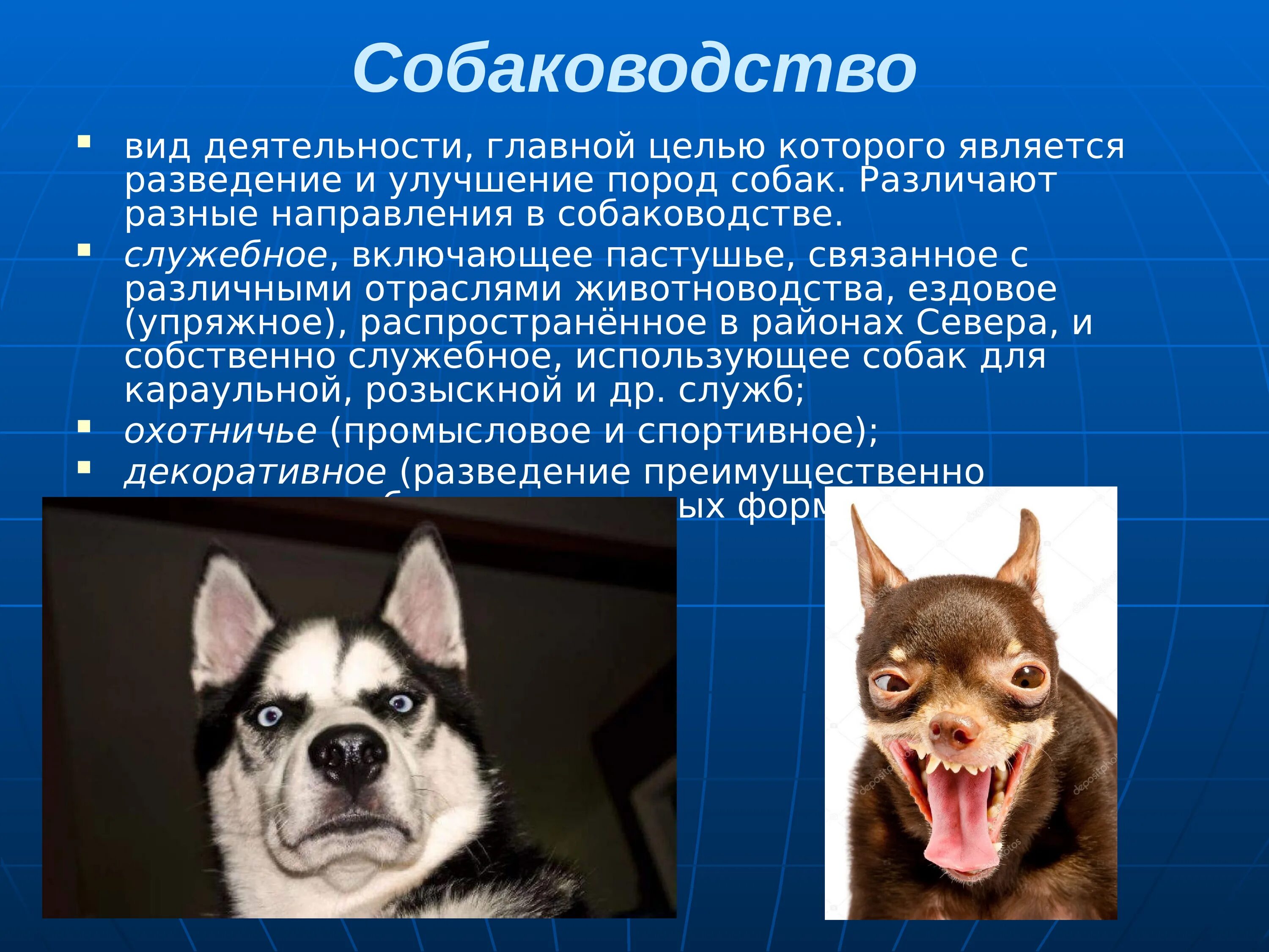 Методы улучшения пород кошек собак в клубах. Доклад про собаководство. Собаководство проект. Проект на тему собаководство. Собака для презентации.