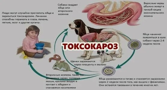 Токсокароз аскаридоз. Имагинальный токсокароз. токсокароз плотоядных симптомы. токсокароз плотоядных пути заражения. токсокароз клинические формы.