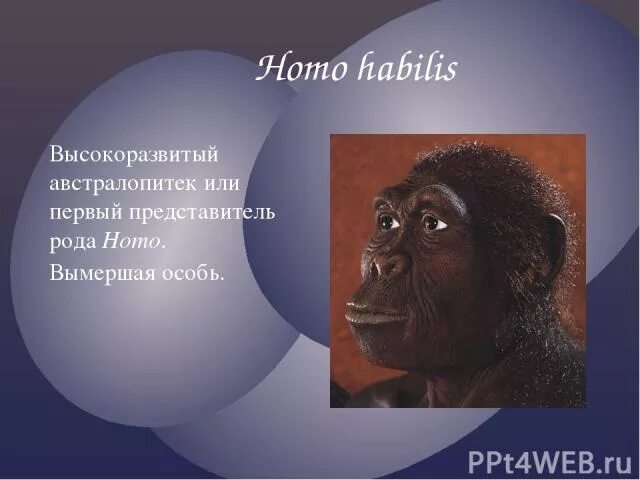 Представители рода homo. Первые представители рода homo таблица. Первые представители рода Ното. Первым представителем рода homo является .... Первые представители рода человек