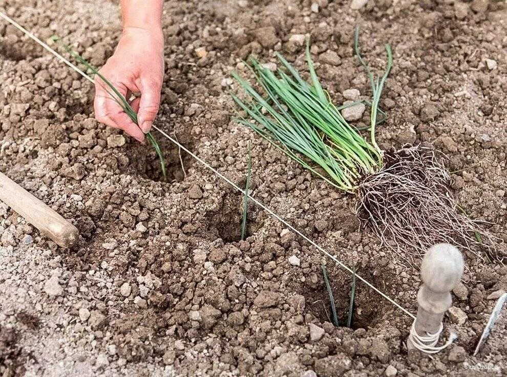 Выращивание рос. Лук батун рассада. Лук порей рассада. Лук порей посадка.