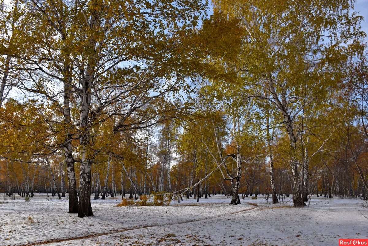 зимние цитаты. лицом к лицу не увидать большое видится на расстоянии.