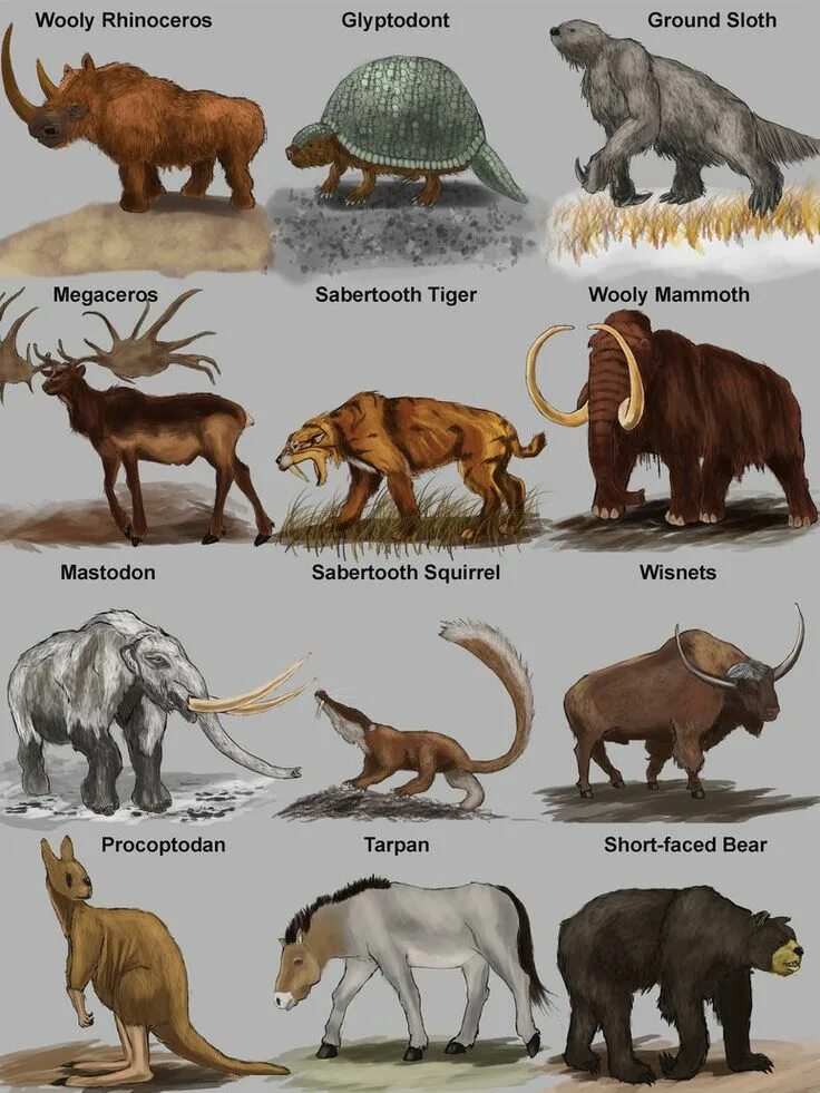 Deinotherium Prehistoric wildlife, Prehistoric creatures, Ancient animals
