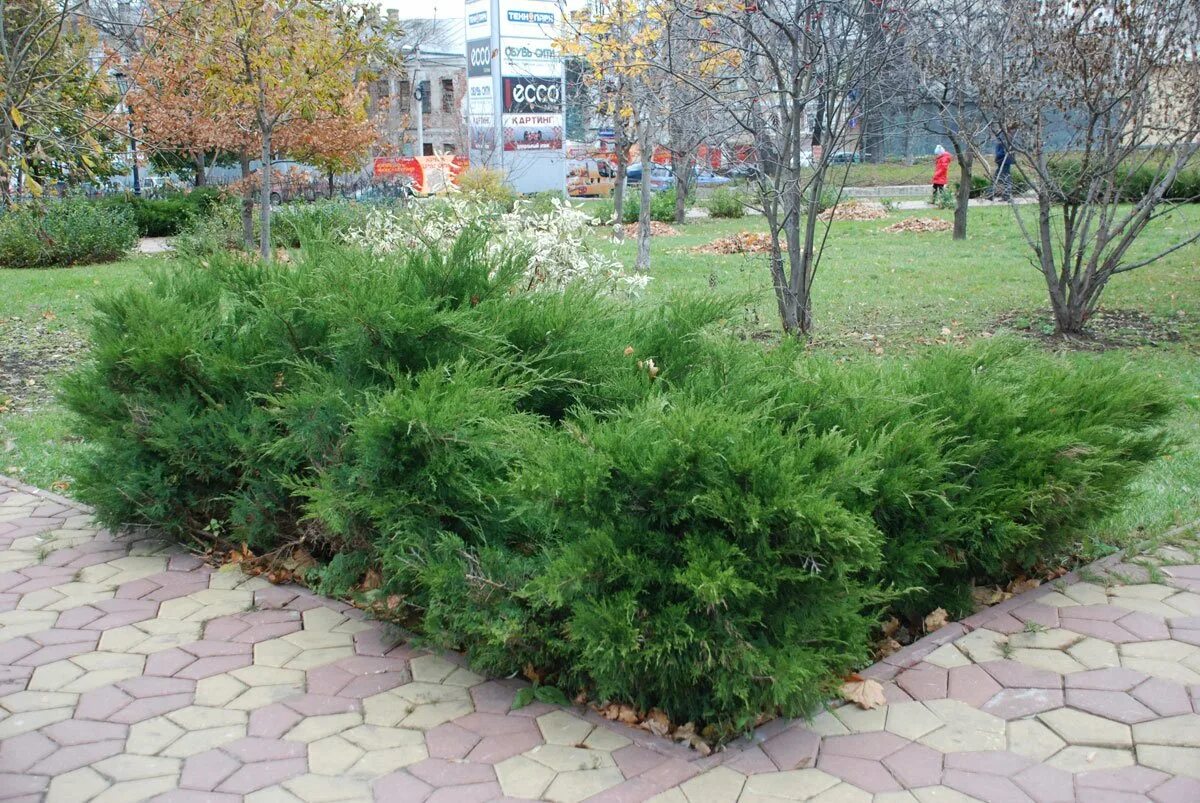 Можжевельник средний Минт Джулеп - купить с доставкой по выгодным ценам в интерн