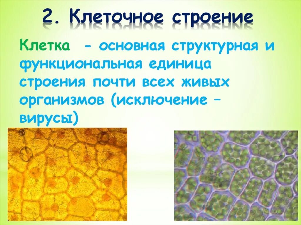 Свойство клеточного строения. Свойства живого клеточное строение. Клеточное строение свойство живого организма. Общие свойства живых организмов клеточное строение. Клеточное строение свойство живых организмов значение.