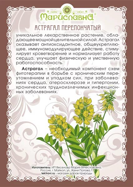 Астрагал перепончатый корень. Астрагал перепончатый трава. ). Астрагал перепончатый трава беловодье. ).