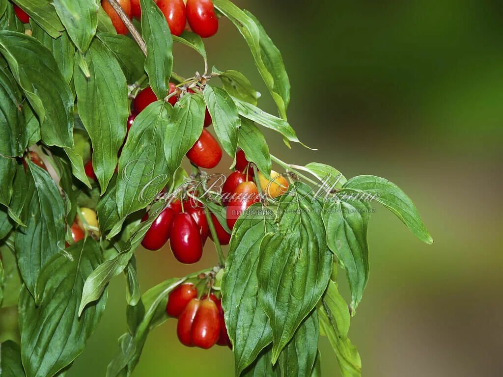 в траве в кустах кизила. в траве в кустах кизила. в траве в кустах кизила. в траве в кустах кизила. кизил кустарник.