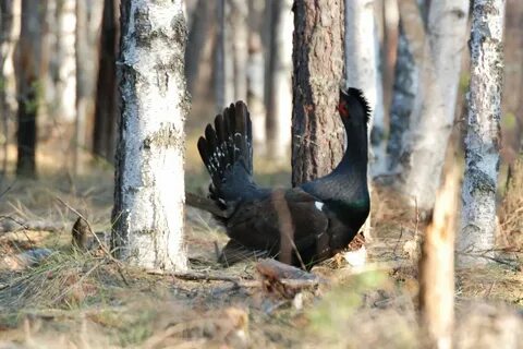 Охота на глухаря на току