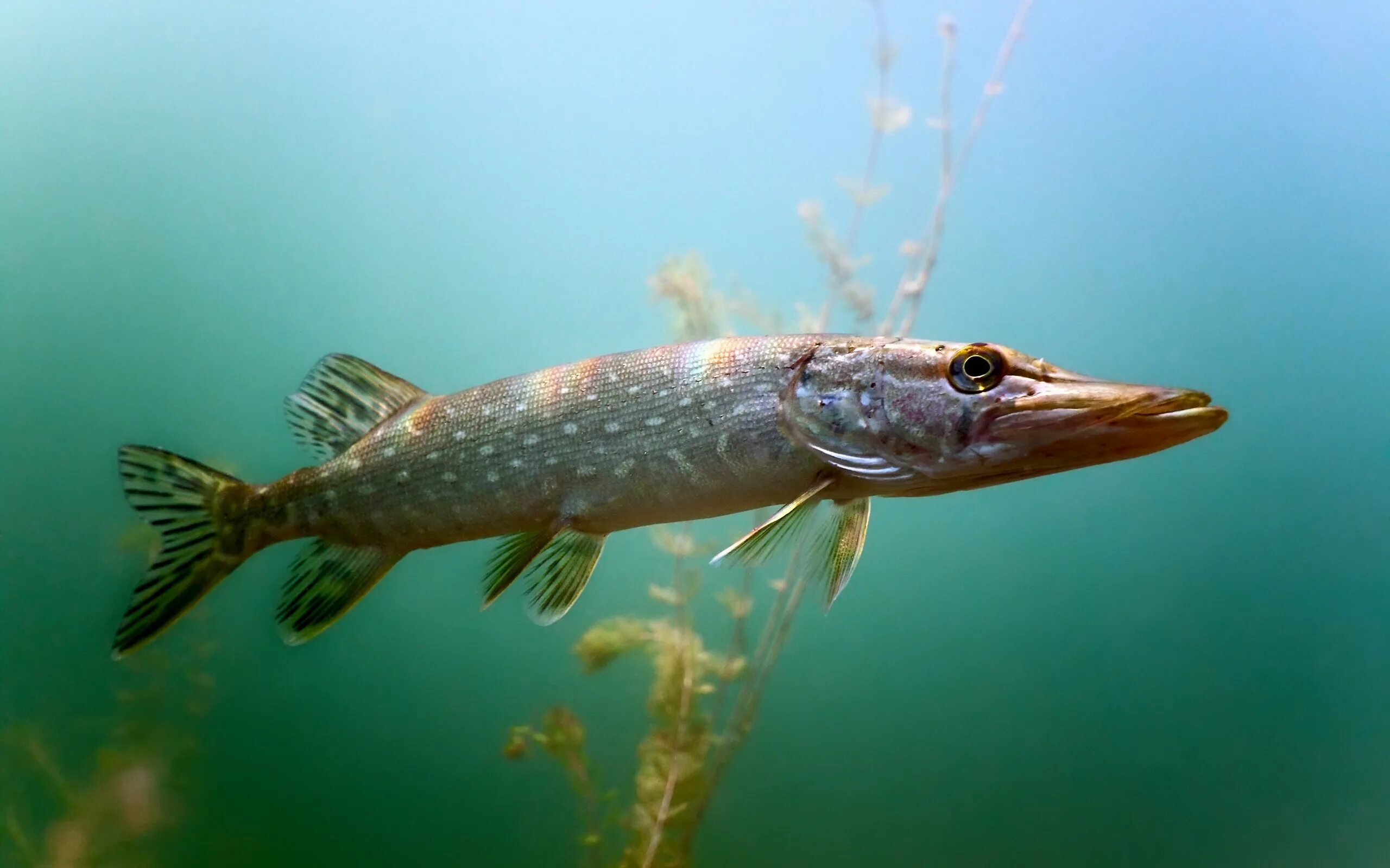 Кто обитает в реке. Обитатели рек для детей. Рыбы обитающие в озёрах. Жители водоемов. Кто обитает в озёрах.