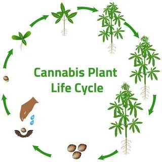 How many plants