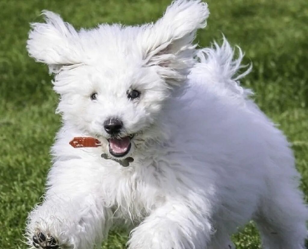 бишон фризе. порода собак японский шпиц. мальтезе порода собак. гаванский бишон щенок. маленькие собаки с белой шерстью.