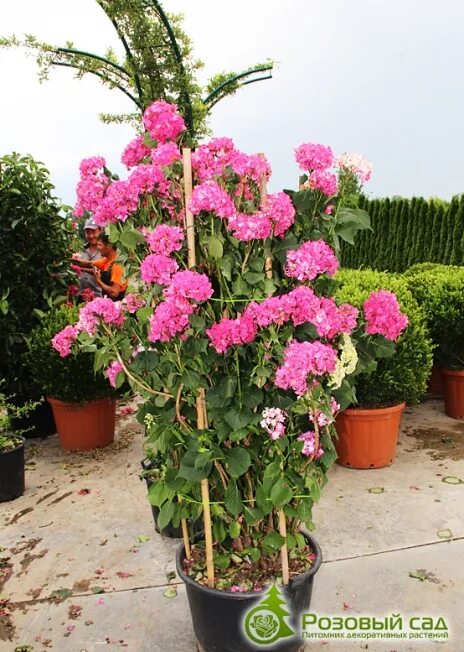 Розов сад питомник. Розовый сад майкоп. Питомник растений хутор ленина краснодар розовый сад. Розов сад питомник. Розовый сад питомник краснодар хутор ленина.