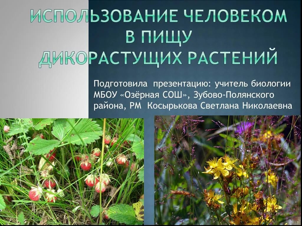 Сообщение полезные для человека дикорастущие растения. Дикорастущие лекарственные растения. съедобные дикорастущие растения. дикорастущие растения презентация. проект дикорастущие растения.
