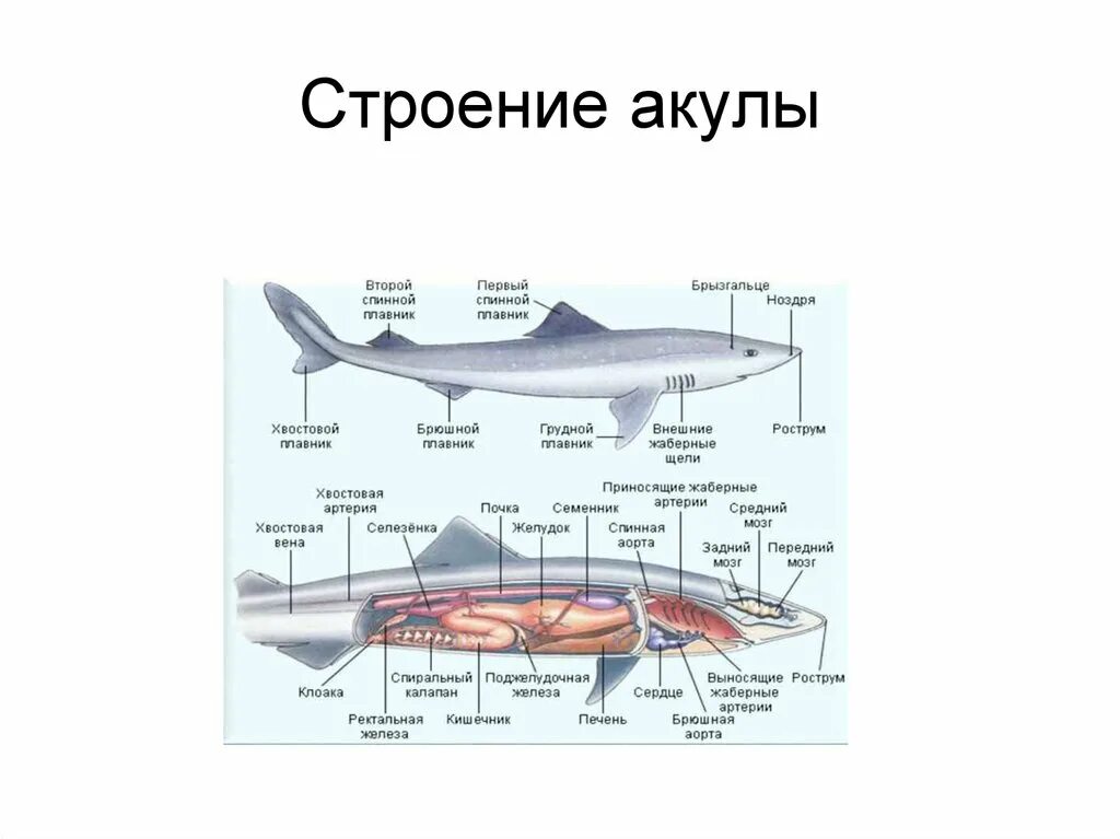 Хрящевые рыбы системы органов. Строение хрящевых рыб биология 7 класс. Внешнее строение хрящевых рыб кратко. Внешнее строение рыбы акулы.