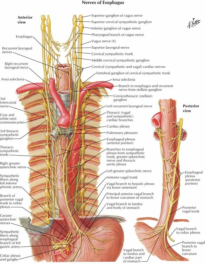 Пищевод анатомия Неттер. Блуждающий нерв анатомия грудной отдел. Топографическая анатомия пищевода блуждающий нерв. Блуждающий нерв Неттер. Нервная система латынь