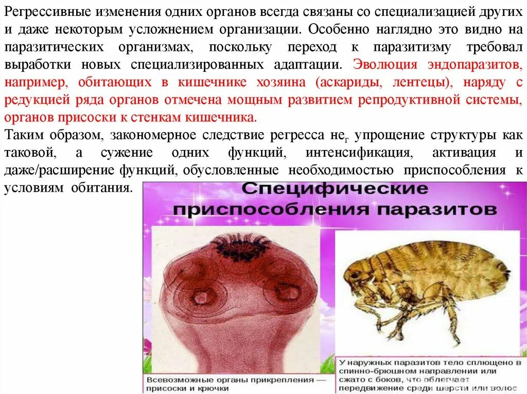 Адаптации паразитов. Морфологические адаптации паразитов. Адаптации паразитов к паразитическому образу жизни. Адаптация паразитов морфофизиологические прогрессивные.