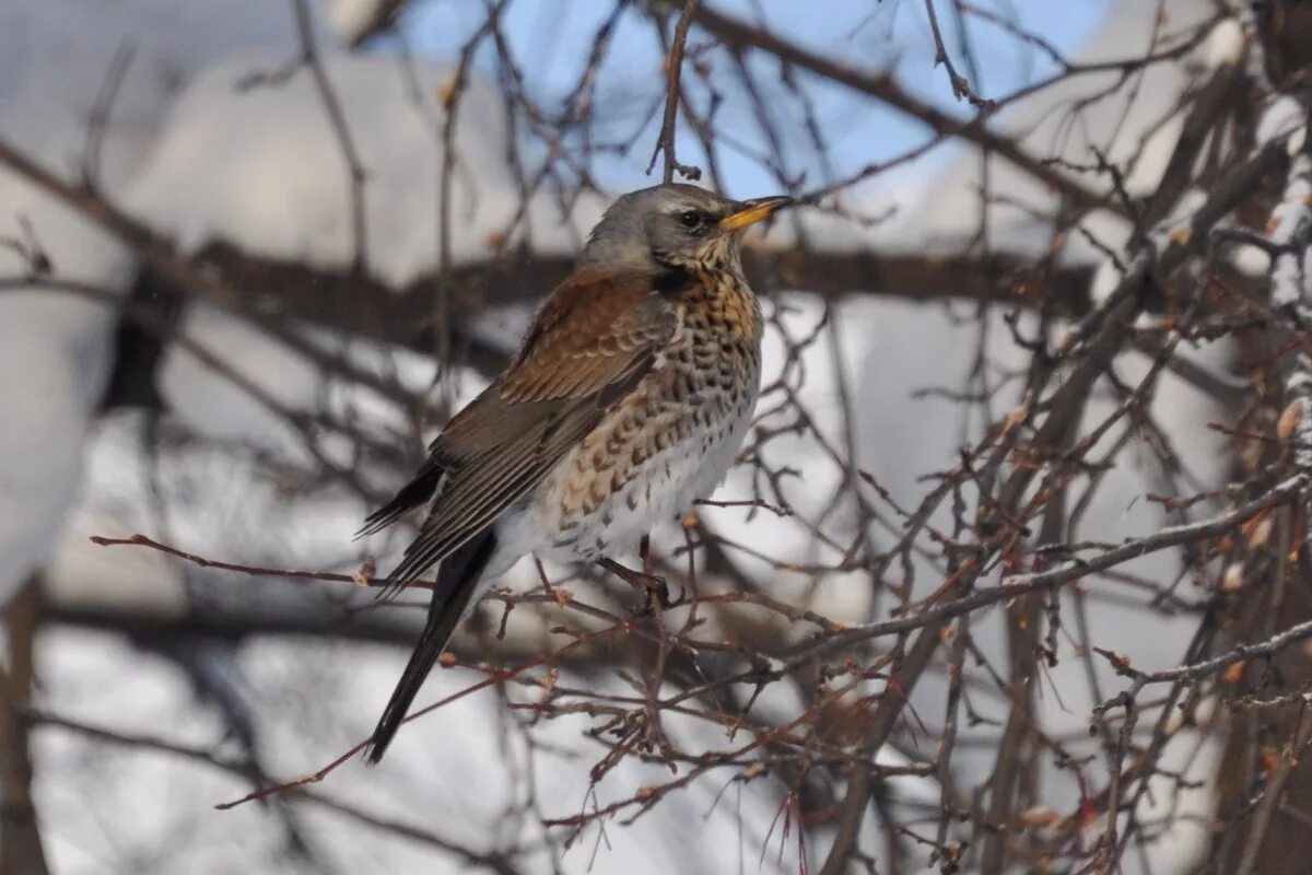 Brambling (Fringilla montifringilla). Birds of Siberia.