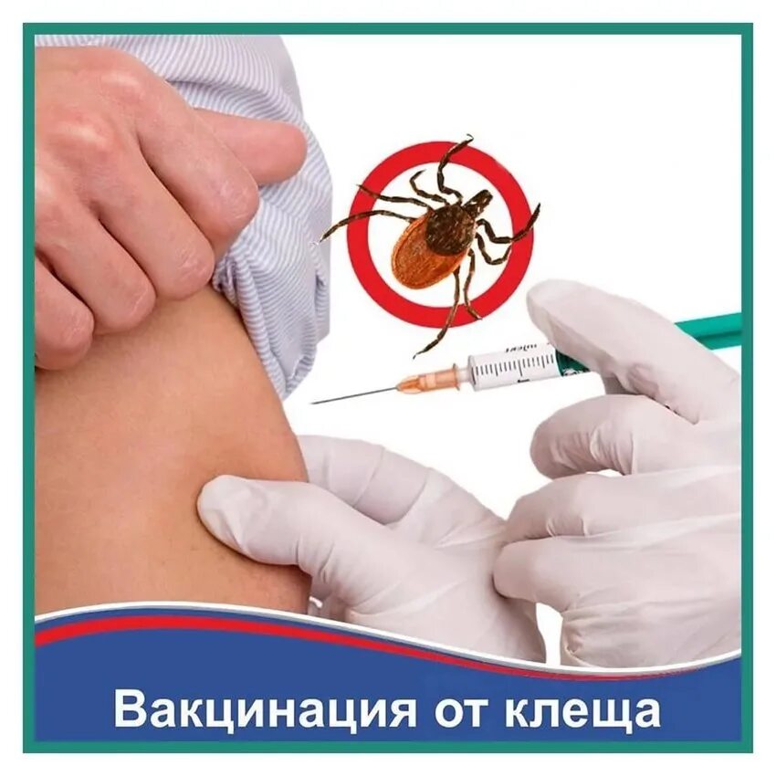 алгоритм постановки прививки от клещевого энцефалита. сезон активности клещей. клещевой энцефалит периодичность прививок. вакцина против клещевого энцефалита схема вакцинации. прививка от энцефалитного клеща схема.