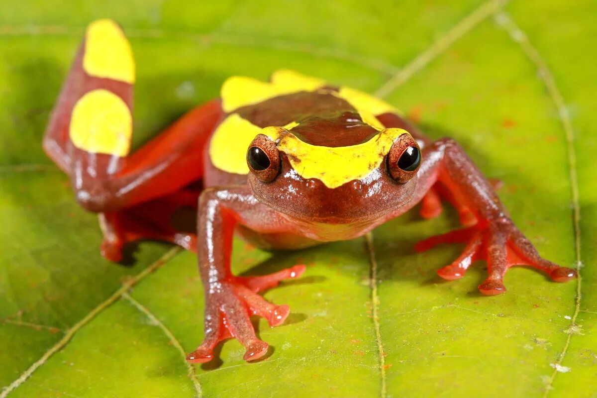 Лягушка прудовая ядовитая. Амазонский древолаз лягушка. Южная америка древолаз. Голубая лягушка. Индийская лягушка-бык.