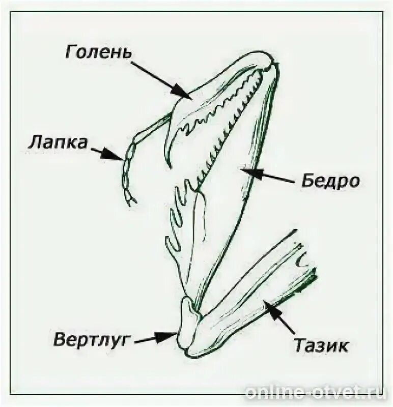 Богомол строение конечностей. Строение конечностей насекомых. Тазик вертлуг бедро голень лапы. Схема конечностей насекомых.