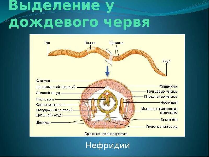 Выделительная система дождевого червя. Тип выделительной системы у дождевого червя. Строение выделительной системы дождевого червя. Выделительная система кольчатых червей.