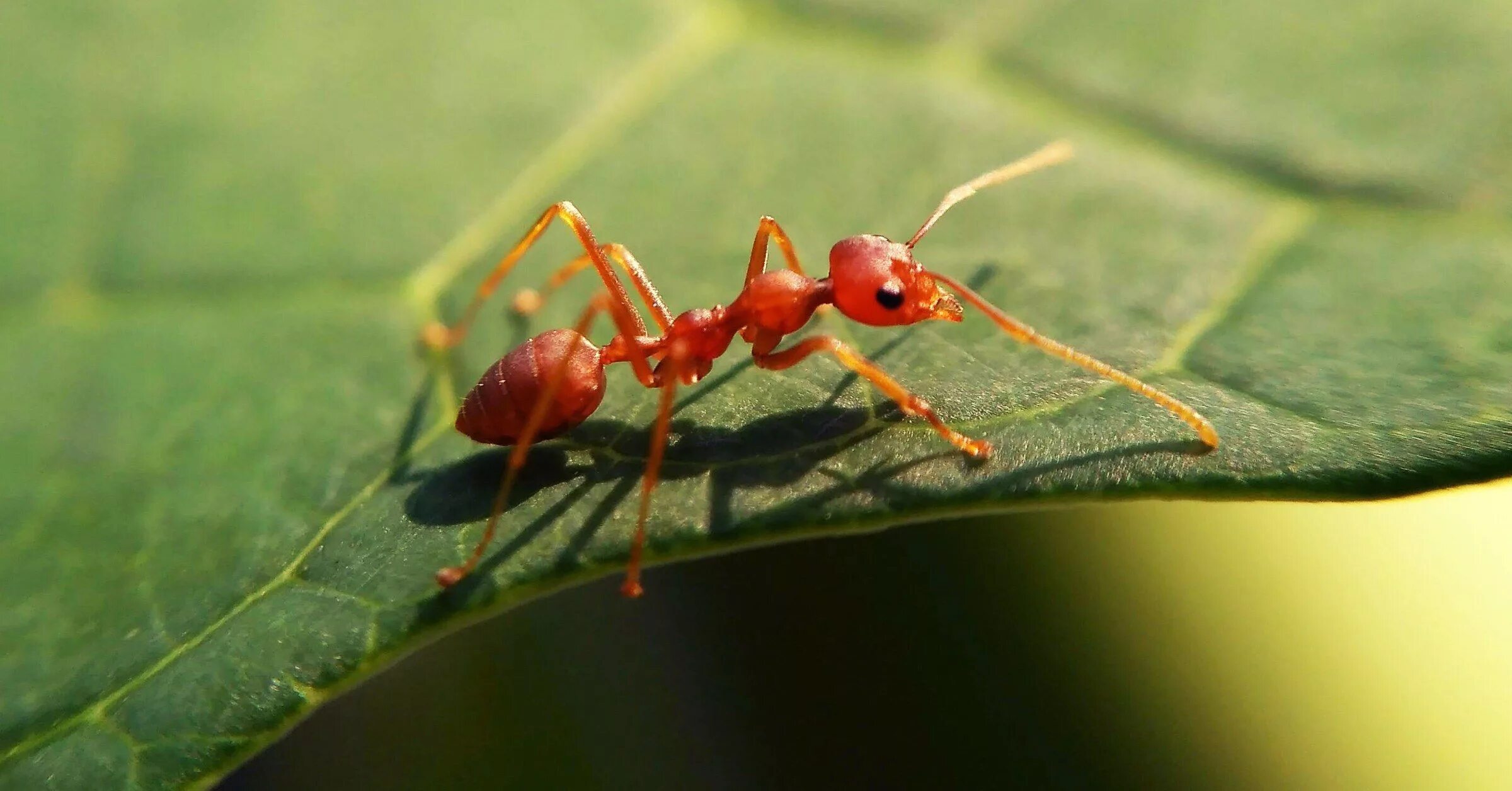 Муравья Solenopsis.Invicta. Огненные муравьи (Solenopsis Invicta). Красный Огненный муравей Австралии. Красные муравьи.