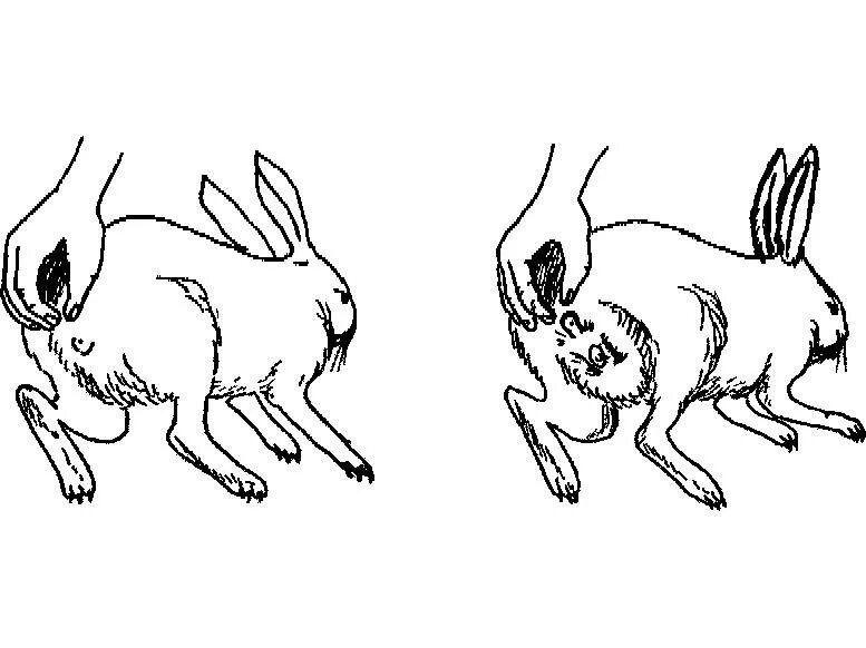 Схема размножения кроликов. Половое размножение кроликов. Спаривание кроликов анатомия.