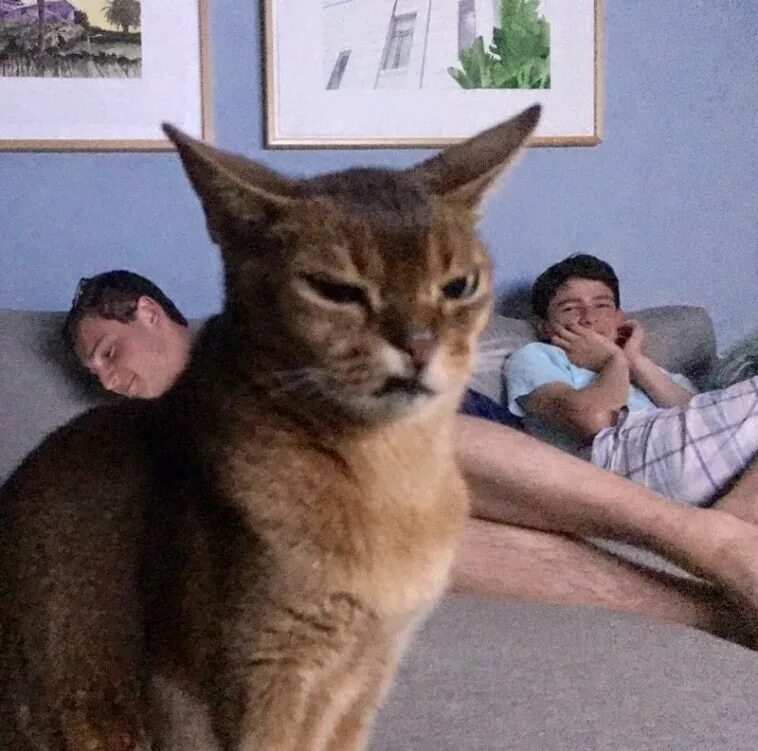 Кот осуждает мем. Осуждающий кот. кот осуждает. коты смотрит осуждающе. порицания кота.