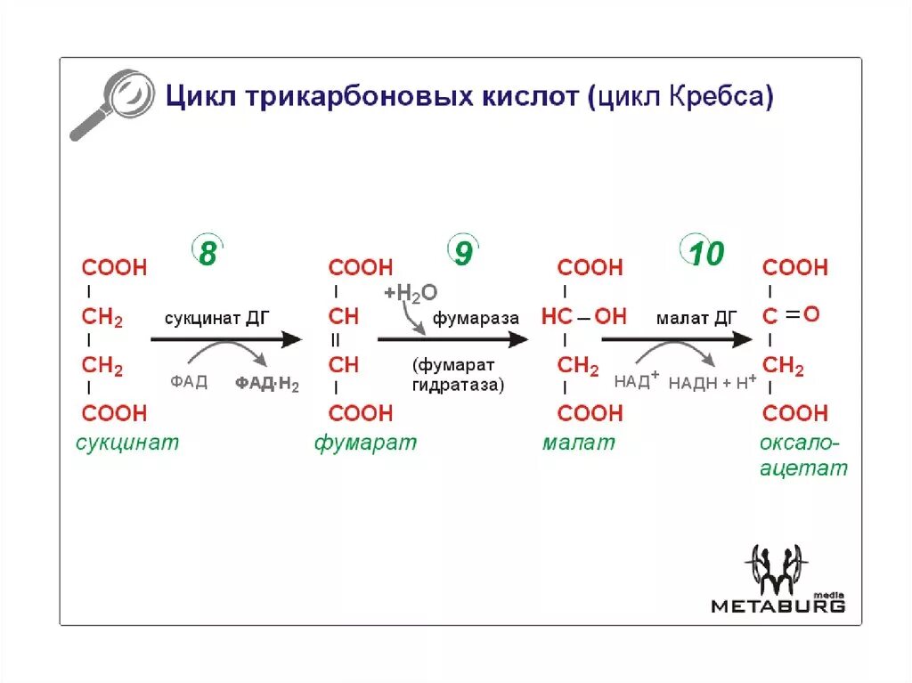 2 реакция цикла кребса